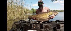 Grass Carp