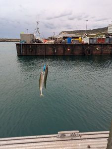 Mackerel