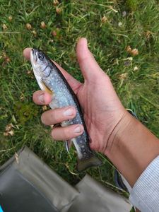 Brook Trout