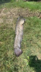 Wels