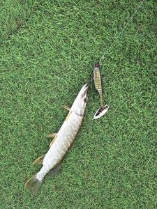 Northern Pike