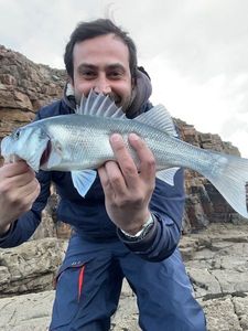 European Bass (Seabass)