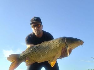 Common Carp