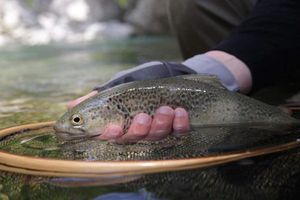 Marble Trout