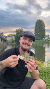 European Perch