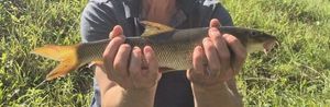 Barbel