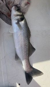European Bass (Seabass)