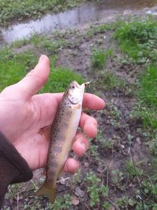 Brown Trout