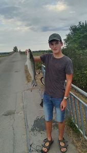 Thicklip Grey Mullet