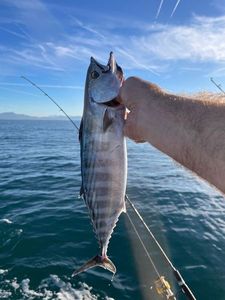 Atlantic Bonito