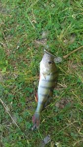 European Perch