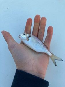 Gilthead Seabream