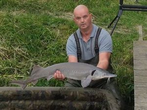 Sturgeon
