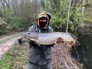 Chain Pickerel
