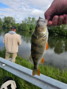 European Perch