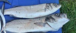 European Bass (Seabass)