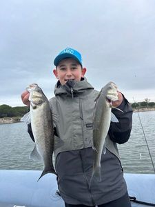 European Bass (Seabass)