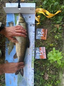 Barbel
