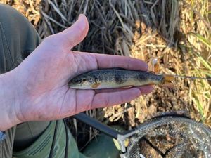 Brown Trout