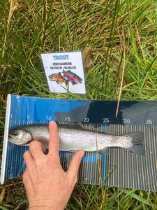Rainbow Trout