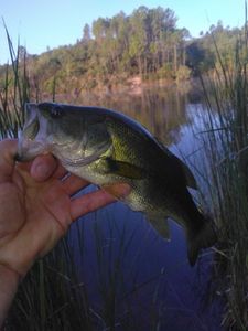 Largemouth Bass