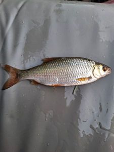 Roach