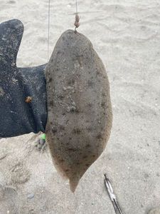 Sole