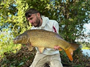 Common Carp