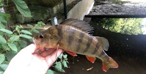 European Perch