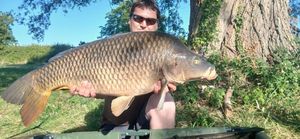 Common Carp