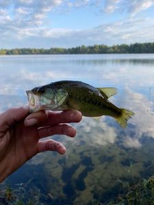 Smallmouth Bass