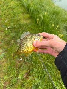 Green Sunfish