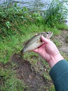 Largemouth Bass