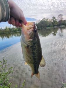 Largemouth Bass
