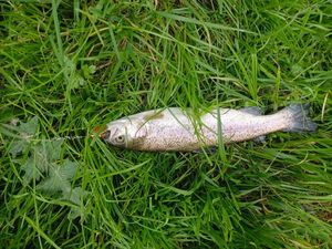 Rainbow Trout