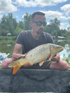 Common Carp