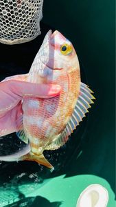 White Seabream