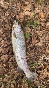 Rainbow Trout
