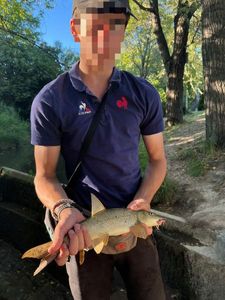 Barbel