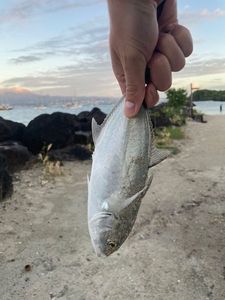 Pacific Crevalle Jack
