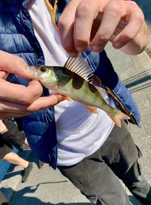 European Perch