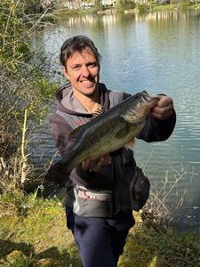 Largemouth Bass