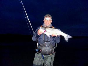 European Bass (Seabass)