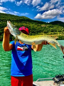Northern Pike