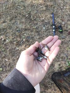 Mosquito Fish
