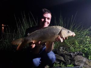 Common Carp