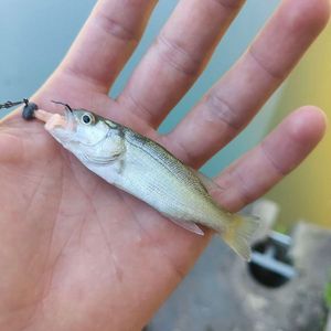 Largemouth Bass