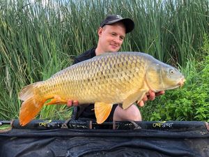 Common Carp