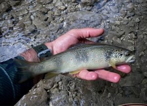 Brown Trout