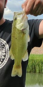 Smallmouth Bass